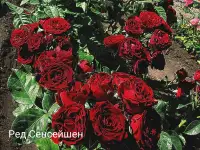 Саженцы розы спрей., фотография 11