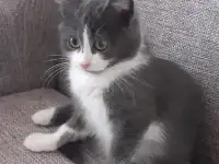 Отдам котят, фотография 4