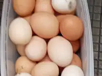 Домашние яйца, фотография 2