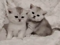 Шотландские котята.