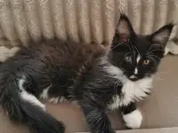 Котята Мейн Кунчики, фотография 4