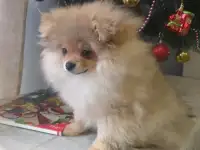 Шпиц мальчик, фотография 3