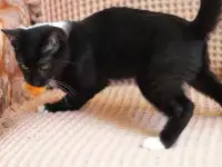 Котята в дар. Бесплатно в хорошие руки, фотография 10