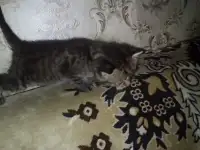 Маленькие котята ищут дом