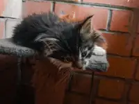 Котята Мейн куны, фотография 3