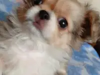 мини чихуахуа