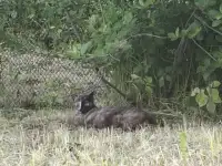 Кошечки ищут любящих хозяев!, фотография 3