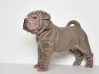 щенки шарпей, фотография 4