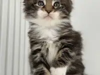 Очаровательный Котенок Мейн-Кун, фотография 4