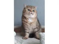 Котята Серебристая шиншилла, фотография 5