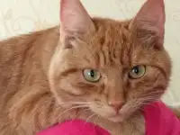 Пропал рыжий кот, фотография 3