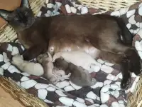 Европейская Бурма котята Бронирование, фотография 2