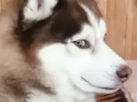Вязка хаски, фотография 5