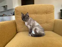Очень красивая кошечка Тая в дар, фотография 8