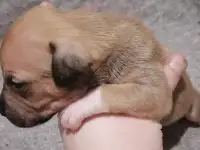 Щенки ам. стаффа, фотография 8