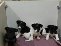 Щенки