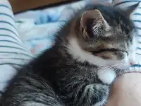 Котята, фотография 2