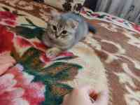 Шотландские котята, фотография 9