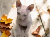 Котята канадского сфинкса, фотография 4