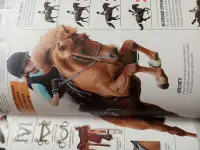 Чешский язык в Гомеле. Репетитор., фотография 3