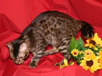Бенгальский мальчик из питомника, фотография 3