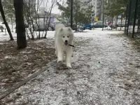 Малыш самоед, фотография 3