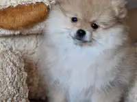 Померанский шпиц