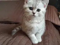 Котята, фотография 2