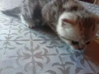 Котята, фотография 5