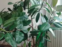 Фикус, фотография 4