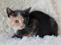 Котенок Бони, фотография 3