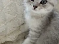 Шотландские милашки, фотография 10