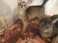 Котята, фотография 5