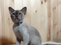 Европейская бурма котята, фотография 2