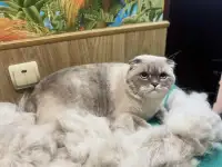 Грумер/груминг кошек, фотография 5
