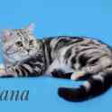 Шотландские котята, фотография 7