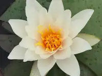 Кувшинка Нимфея