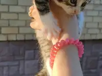 Котята даром, фотография 8