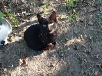 Котенок в дар, фотография 7