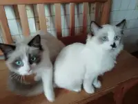 Котёнок Рэгдолл в любящую семью, фотография 8