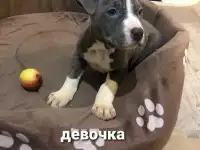 Щенки американского стаффордширского терьера, фотография 2