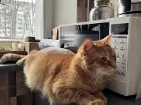 Котик в добрые руки, фотография 3