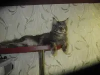 породистые котята мэйнкун, фотография 6