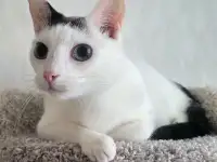 Кошка Флёр, кастрирована., фотография 2
