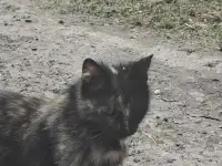 Кошечки ищут любящих хозяев!