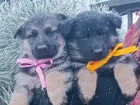 Немецкий овчарки щенки, фотография 2
