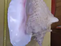 Ракушки ракушка Куба Cuba цена за шт Торг, фотография 4