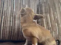 Чихуахуа МИНИ, фотография 10