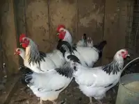 Продам кур несушек