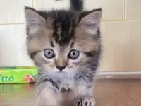 Шотландские котята, фотография 4